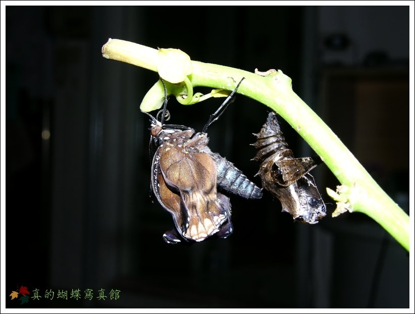 按此在新視窗瀏覽圖片