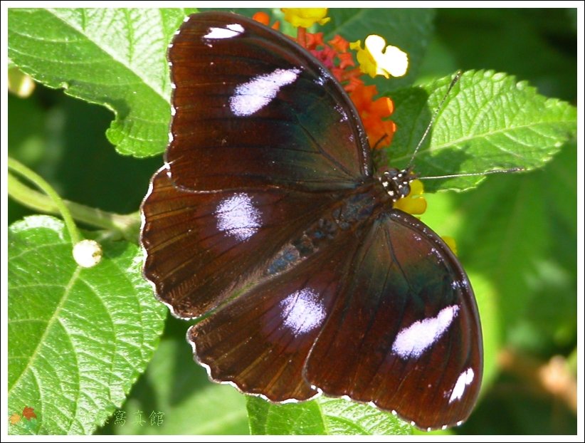 按此在新視窗瀏覽圖片