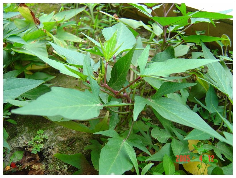 按此在新視窗瀏覽圖片