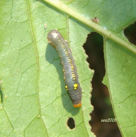 按此在新視窗瀏覽圖片