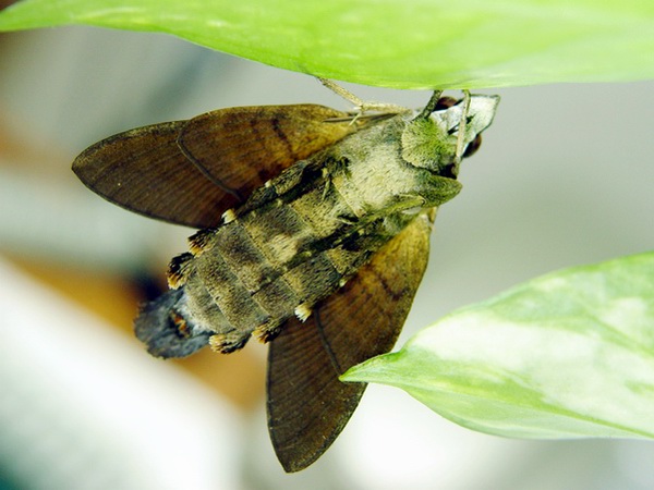 按此在新視窗瀏覽圖片