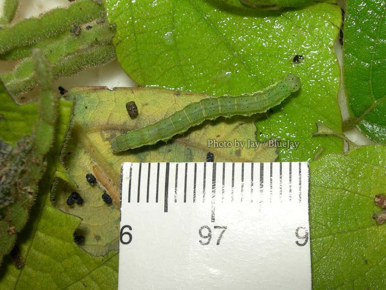 按此在新視窗瀏覽圖片