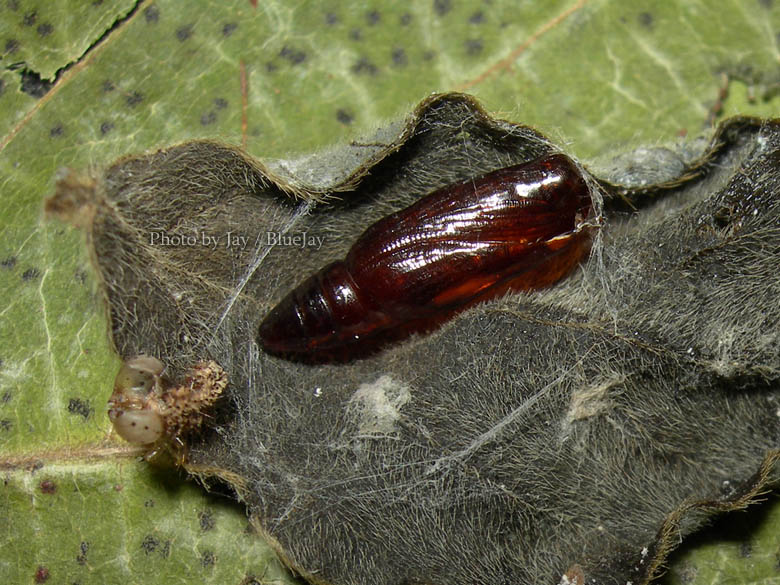 按此在新視窗瀏覽圖片