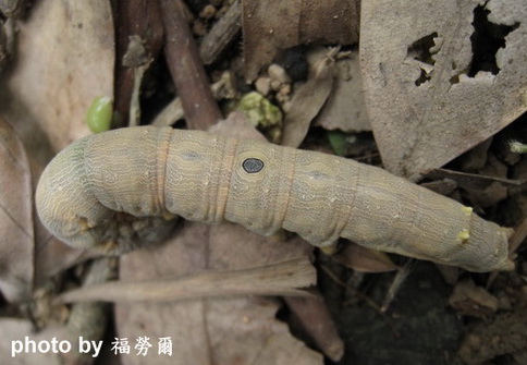 按此在新視窗瀏覽圖片