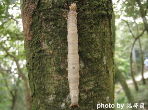 按此在新視窗瀏覽圖片