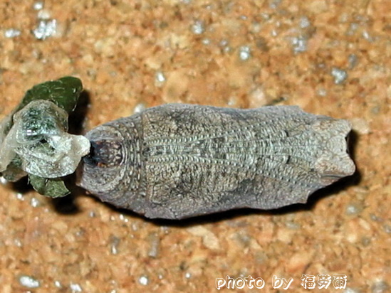 按此在新視窗瀏覽圖片