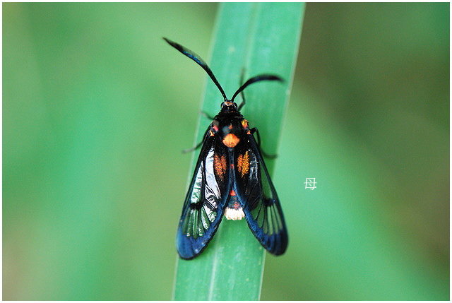 按此在新視窗瀏覽圖片