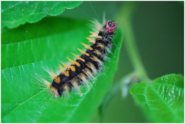 按此在新視窗瀏覽圖片