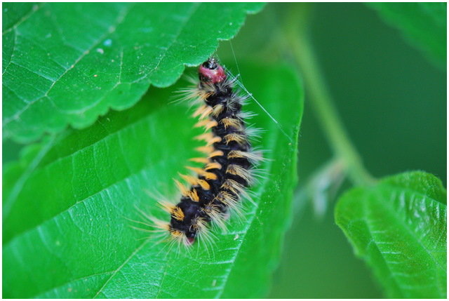 按此在新視窗瀏覽圖片
