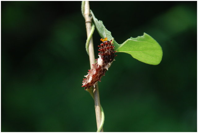 按此在新視窗瀏覽圖片