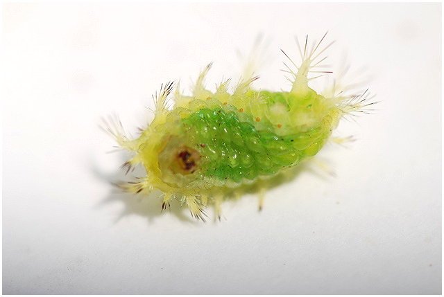 按此在新視窗瀏覽圖片