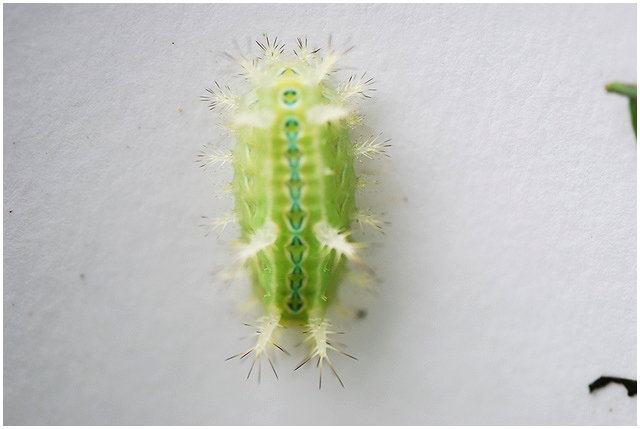 按此在新視窗瀏覽圖片