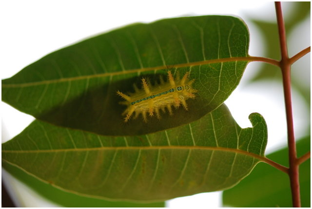 按此在新視窗瀏覽圖片