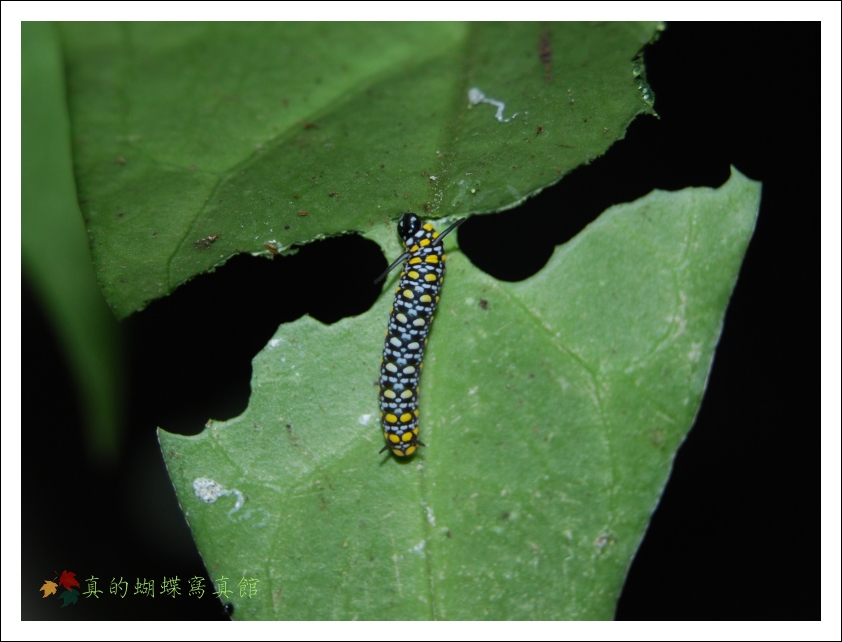 按此在新視窗瀏覽圖片