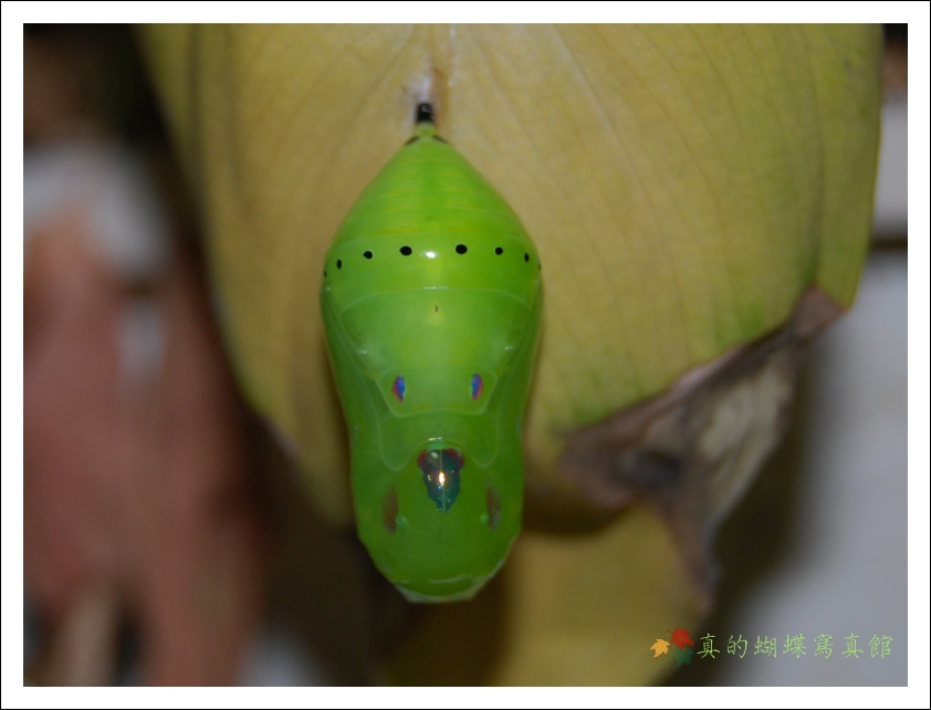 按此在新視窗瀏覽圖片