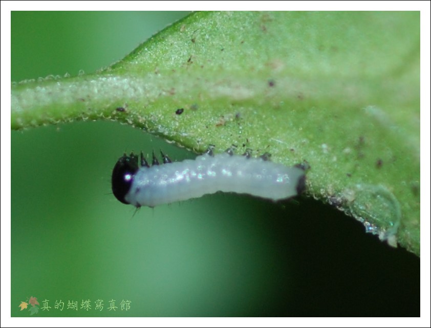 按此在新視窗瀏覽圖片