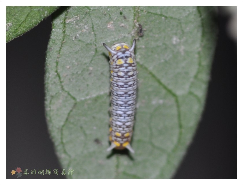 按此在新視窗瀏覽圖片