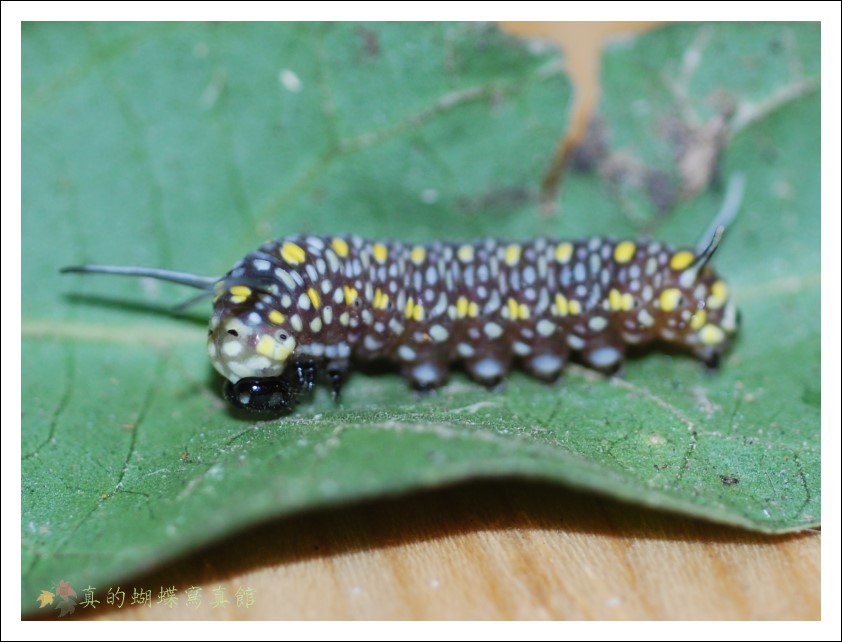 按此在新視窗瀏覽圖片