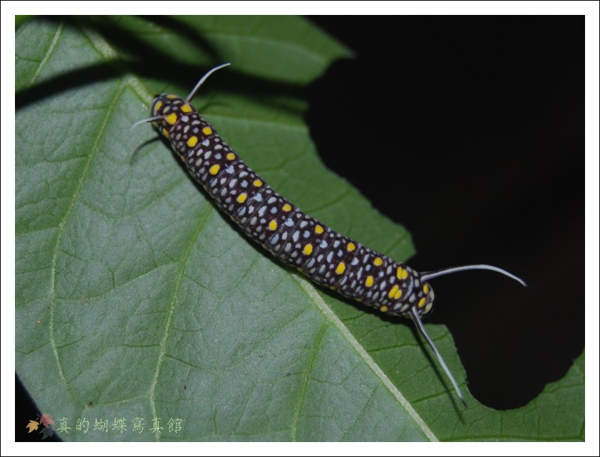 按此在新視窗瀏覽圖片