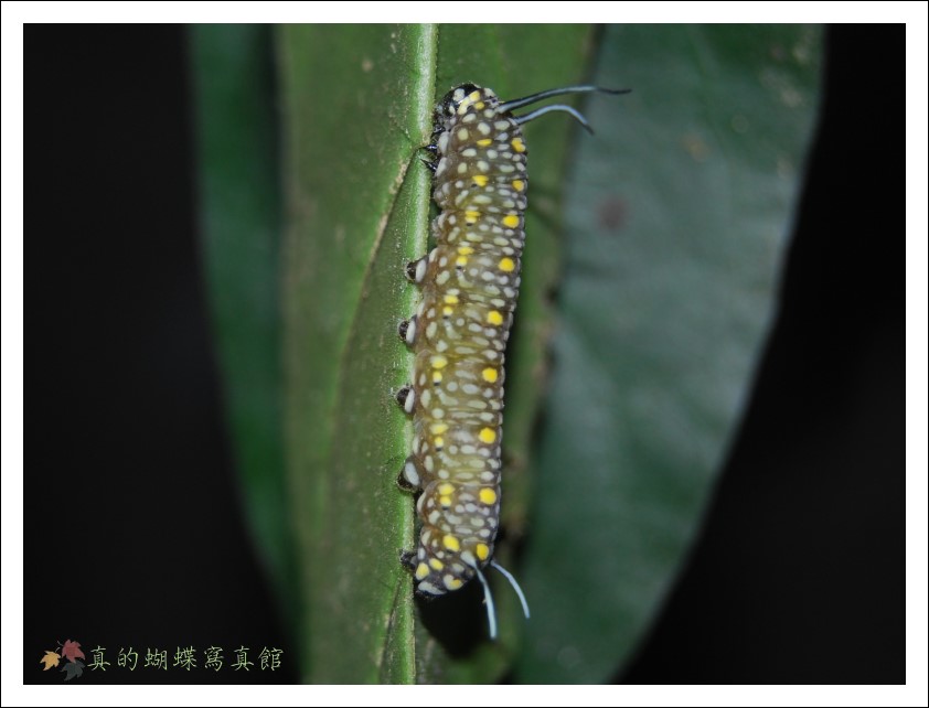 按此在新視窗瀏覽圖片