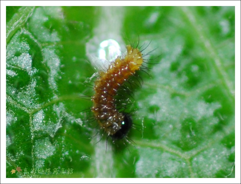 按此在新視窗瀏覽圖片