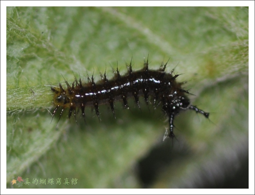 按此在新視窗瀏覽圖片