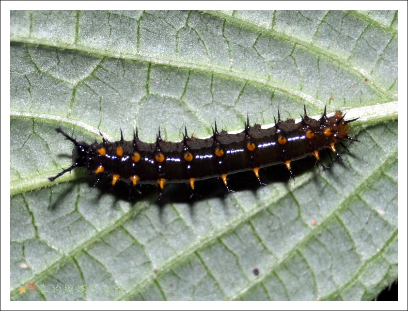 按此在新視窗瀏覽圖片