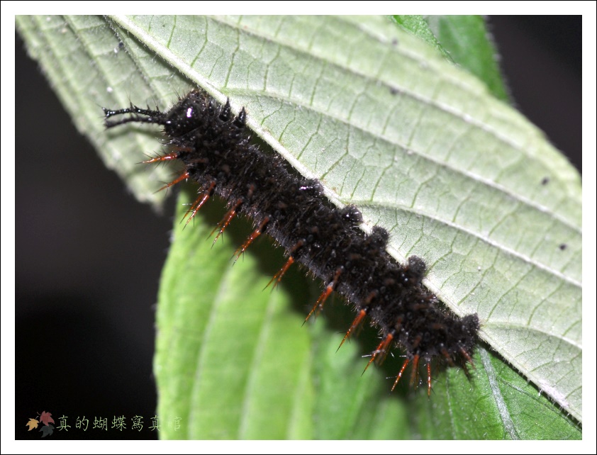 按此在新視窗瀏覽圖片