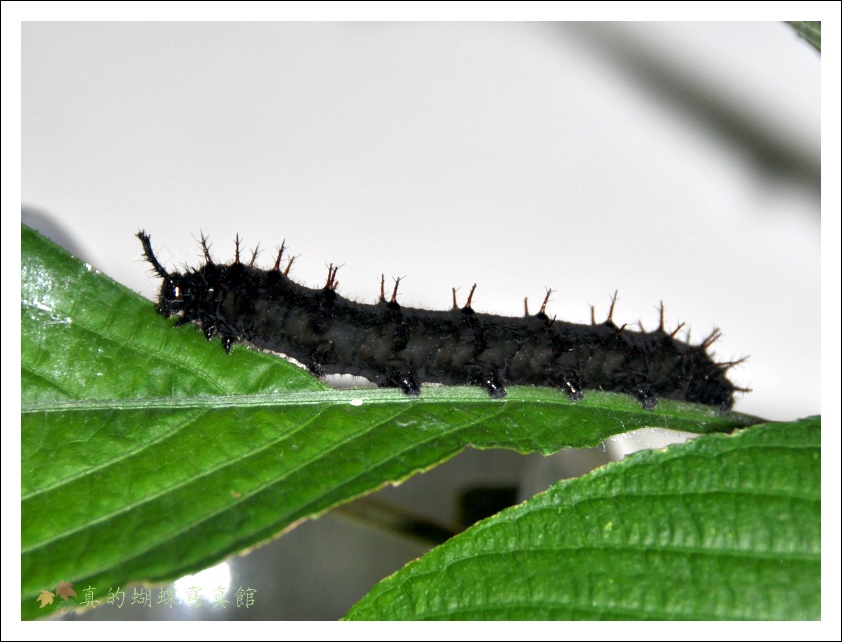 按此在新視窗瀏覽圖片