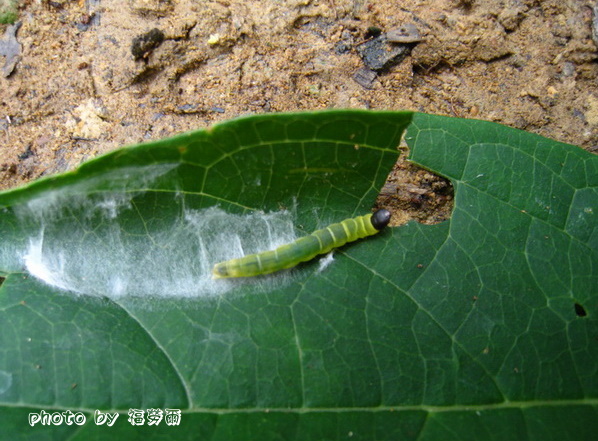 按此在新視窗瀏覽圖片