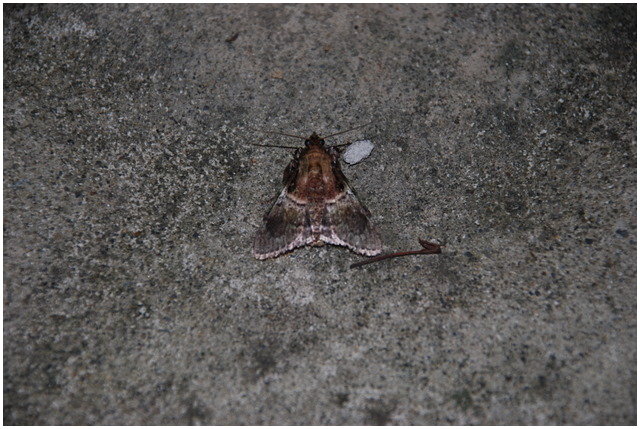 按此在新視窗瀏覽圖片