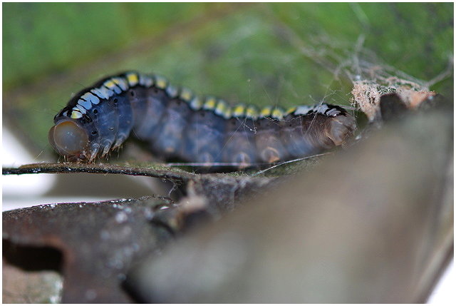 按此在新視窗瀏覽圖片