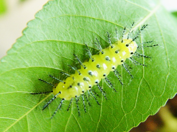 按此在新視窗瀏覽圖片