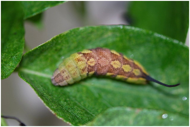 按此在新視窗瀏覽圖片