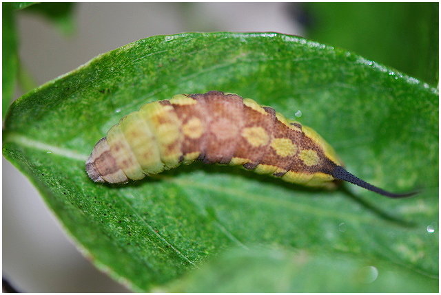 按此在新視窗瀏覽圖片