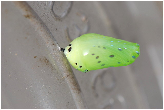 按此在新視窗瀏覽圖片