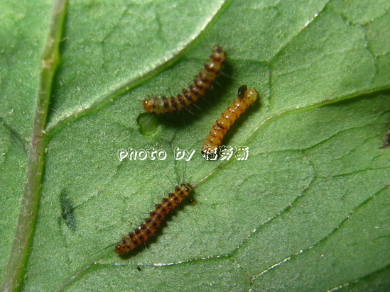 按此在新視窗瀏覽圖片