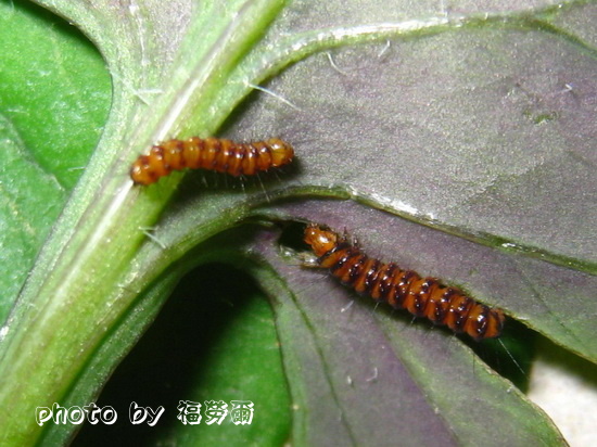 按此在新視窗瀏覽圖片