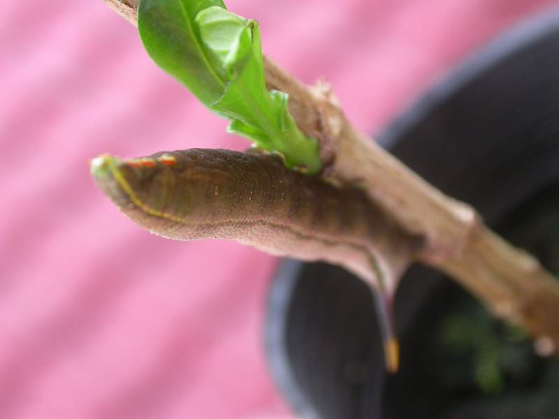 按此在新視窗瀏覽圖片