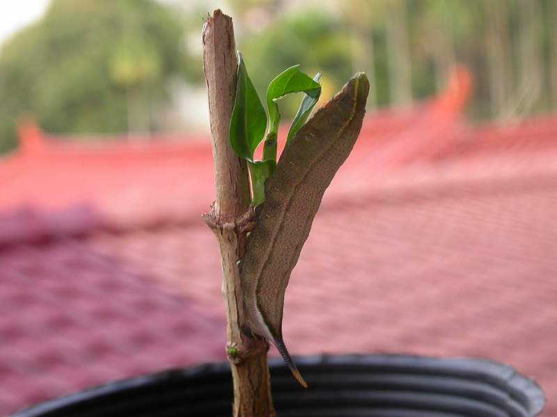 按此在新視窗瀏覽圖片