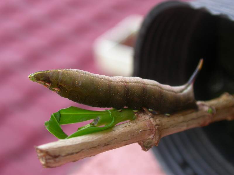 按此在新視窗瀏覽圖片