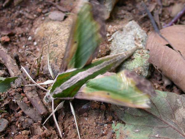 按此在新視窗瀏覽圖片