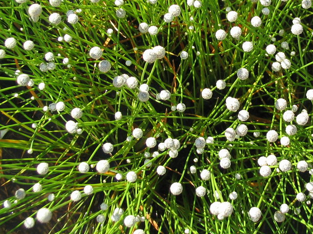 «ö¦¹¦b·sµøµ¡ÂsÄý¹Ï¤ù