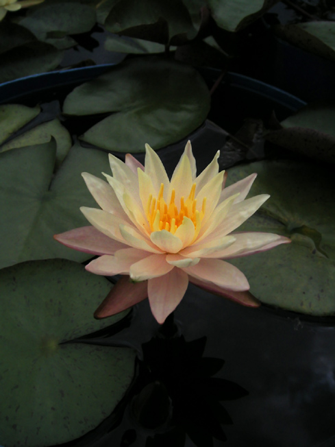 按此在新視窗瀏覽圖片