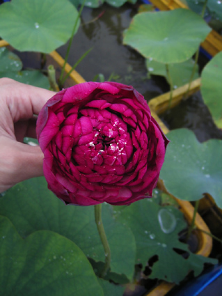 按此在新視窗瀏覽圖片