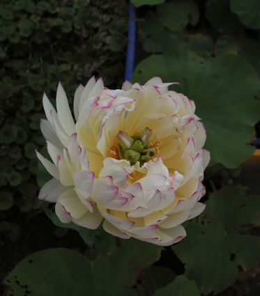 按此在新視窗瀏覽圖片