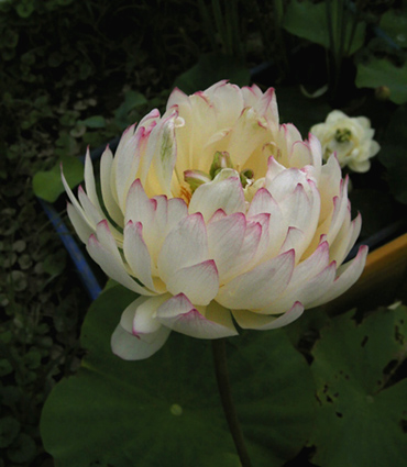 按此在新視窗瀏覽圖片