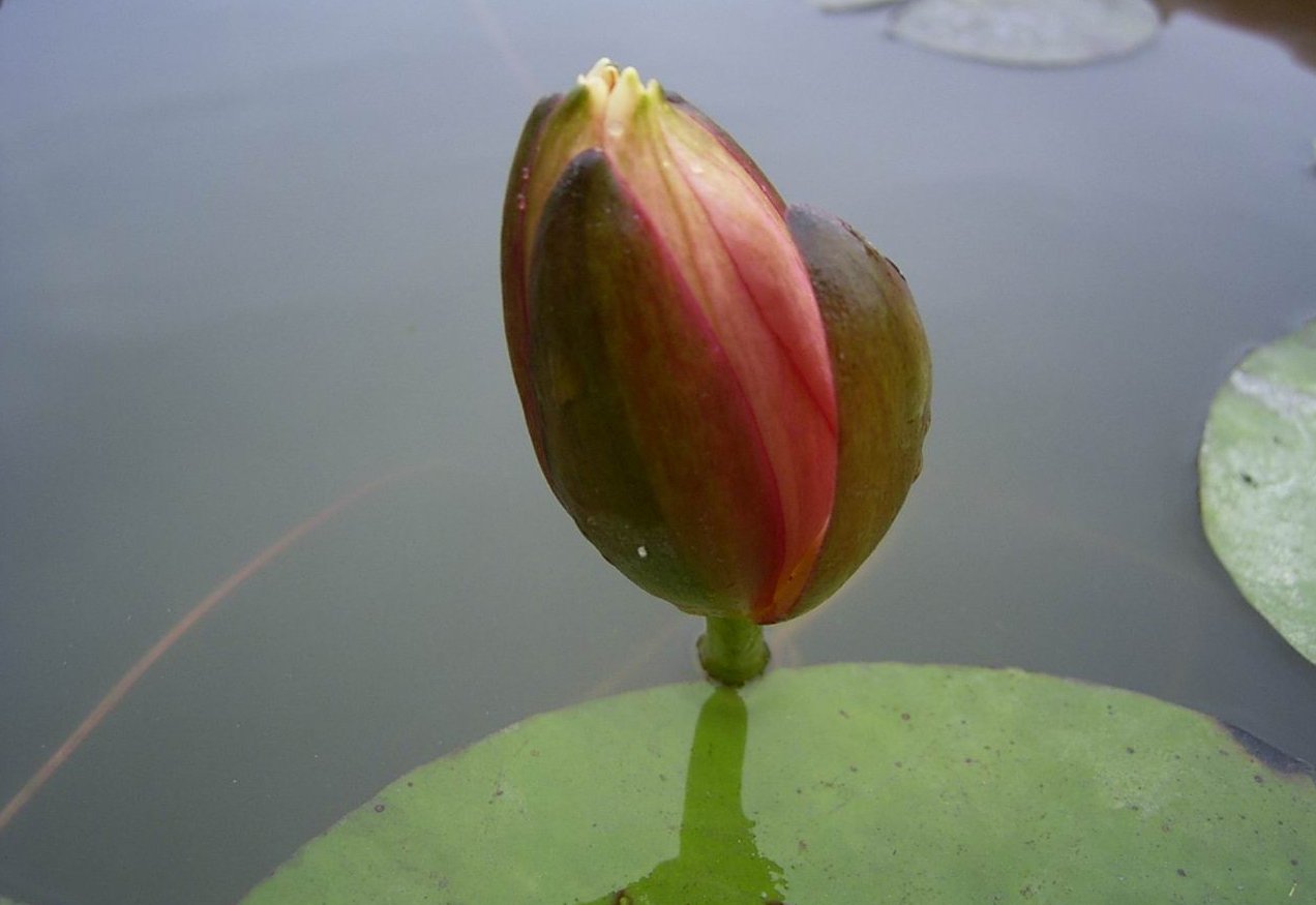 按此在新視窗瀏覽圖片