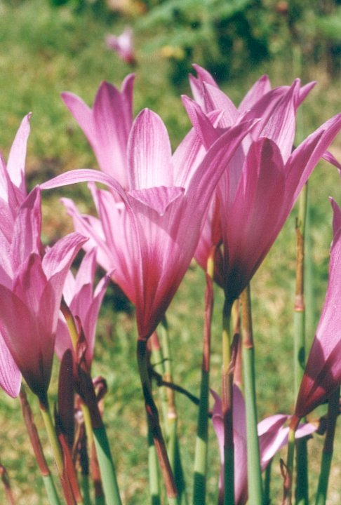 按此在新視窗瀏覽圖片