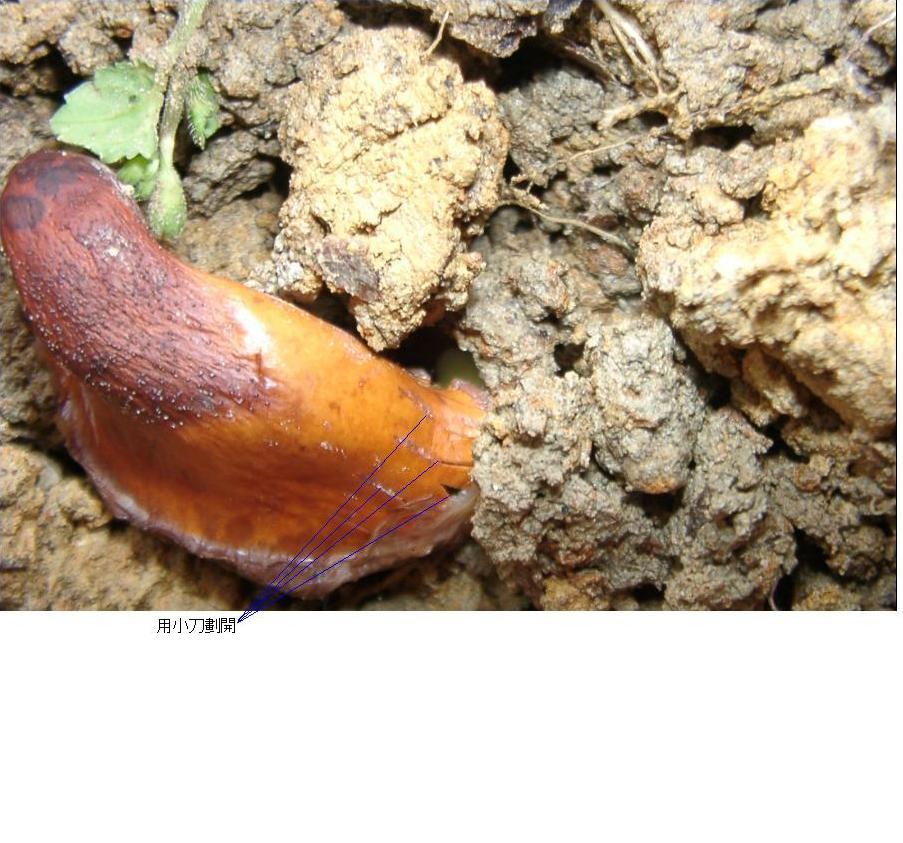 «ö¦¹¦b·sµøµ¡ÂsÄý¹Ï¤ù